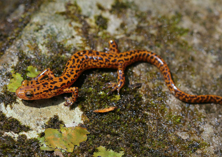 Longtail Salamander